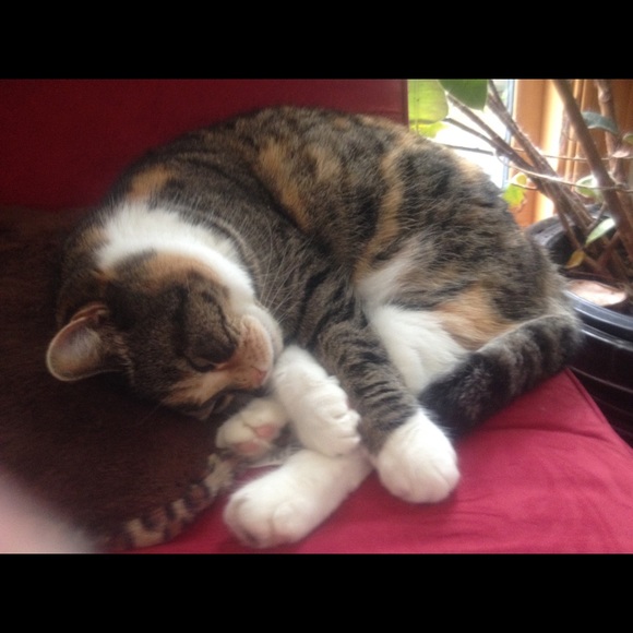 Big Mama Kitty!! 🐾🐾🐱😻🐾🐾Rescue Kitty !! - Picture 12 of 12